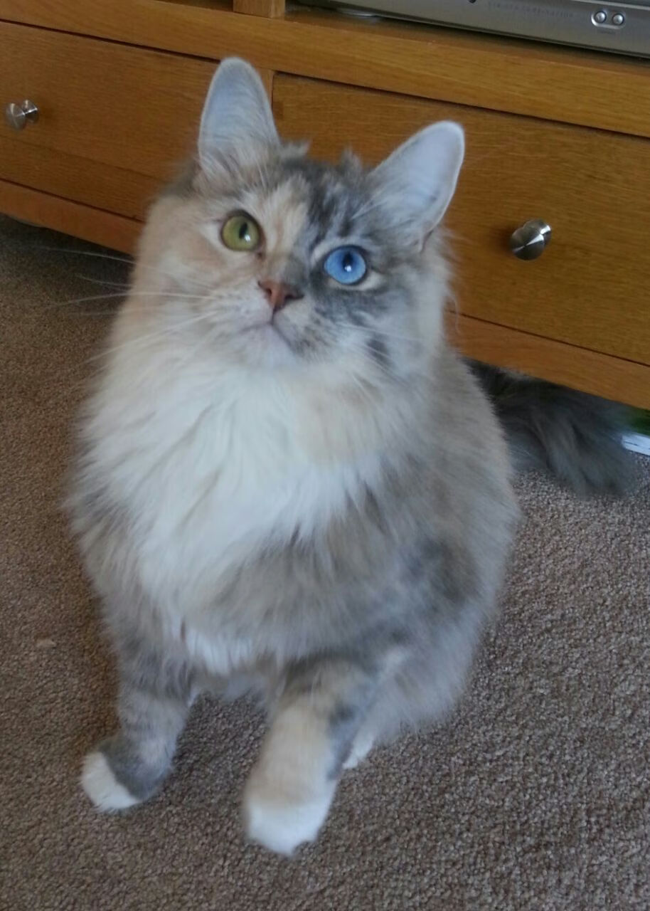 跨界统治,尼克斯全面压制步行者,杰伦·格林在英超争冠接管比赛