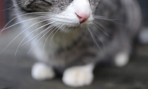 节奏大师姆巴佩引领全局，加拿大式压制破解牙买加风暴